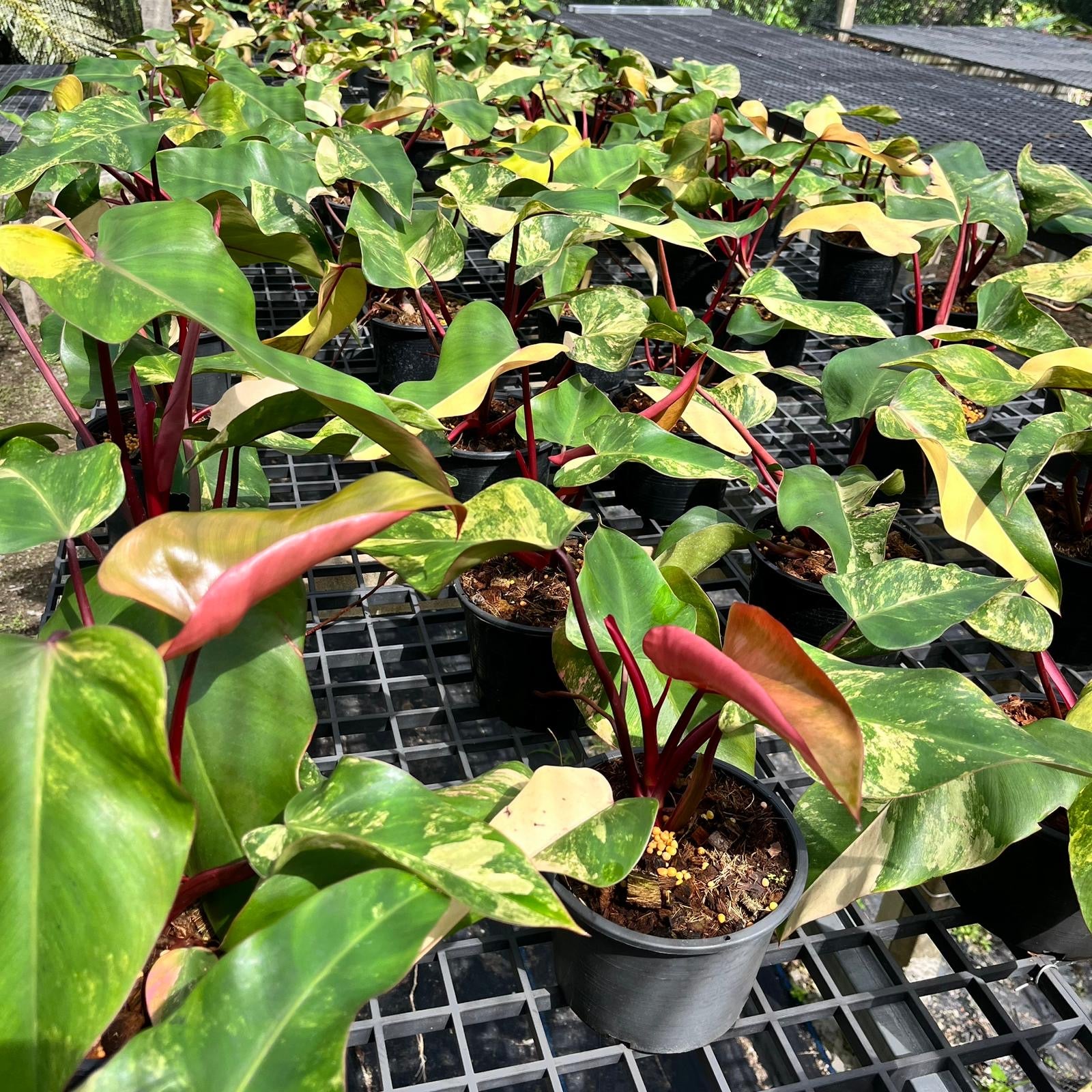strawberry shake philodendron Philodendron Strawberry Shake Variegated – Greenroom Planter