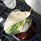 Philodendron Gloriosum Tricolor - Exact Plant (P055)