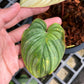 Philodendron Mamei Variegated - Exact Plant (P033)