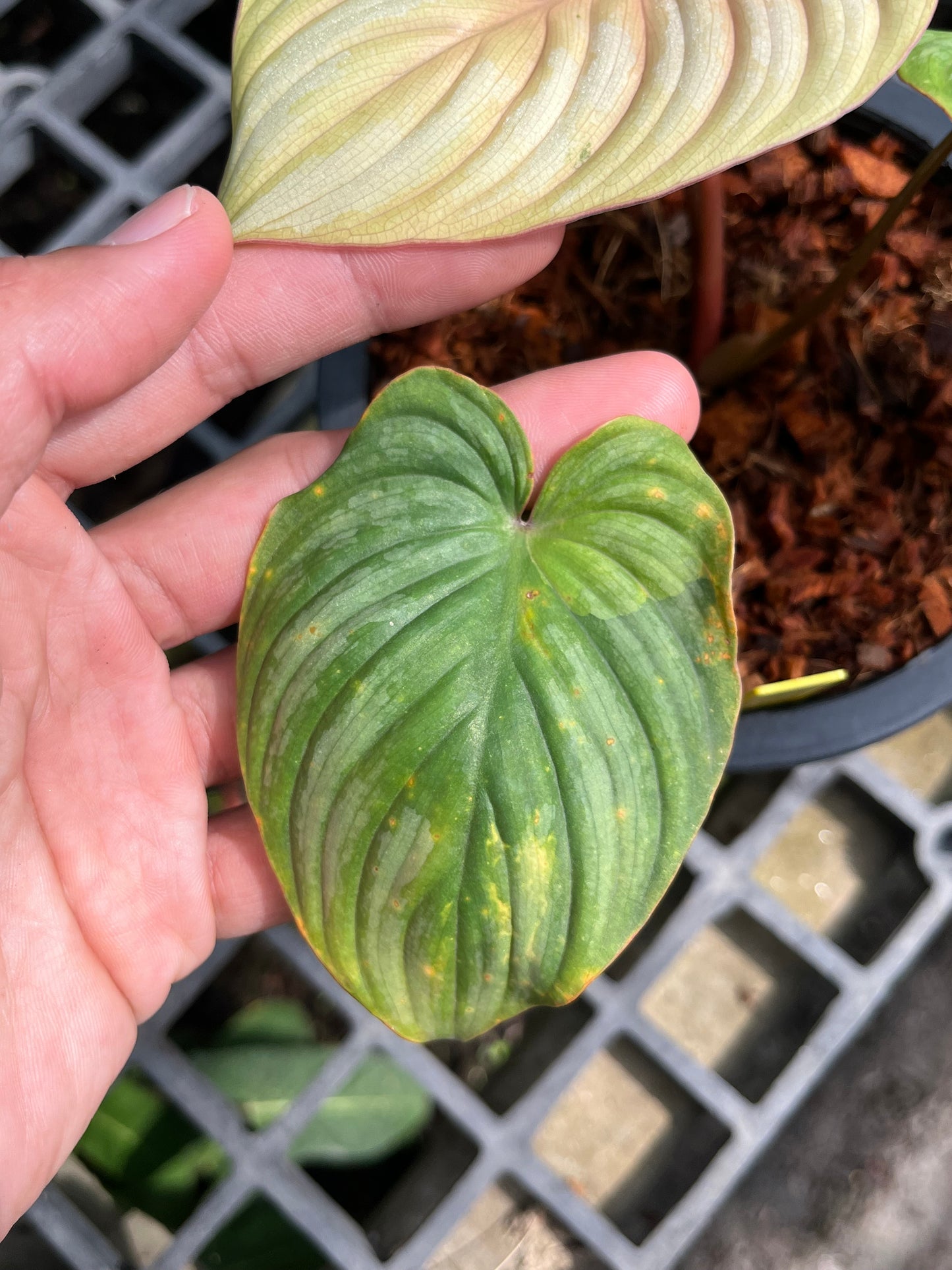 Philodendron Mamei Variegated - Exact Plant (P033)
