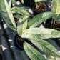Rhaphidophora Gorilan variegated
