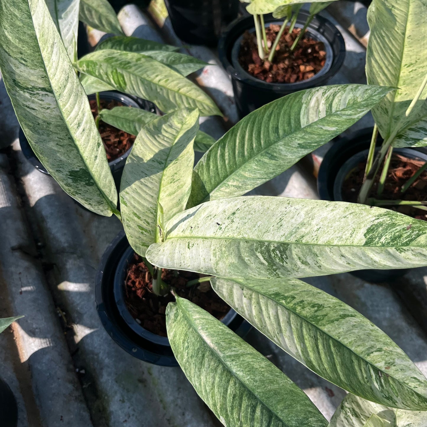 Rhaphidophora Gorilan variegated
