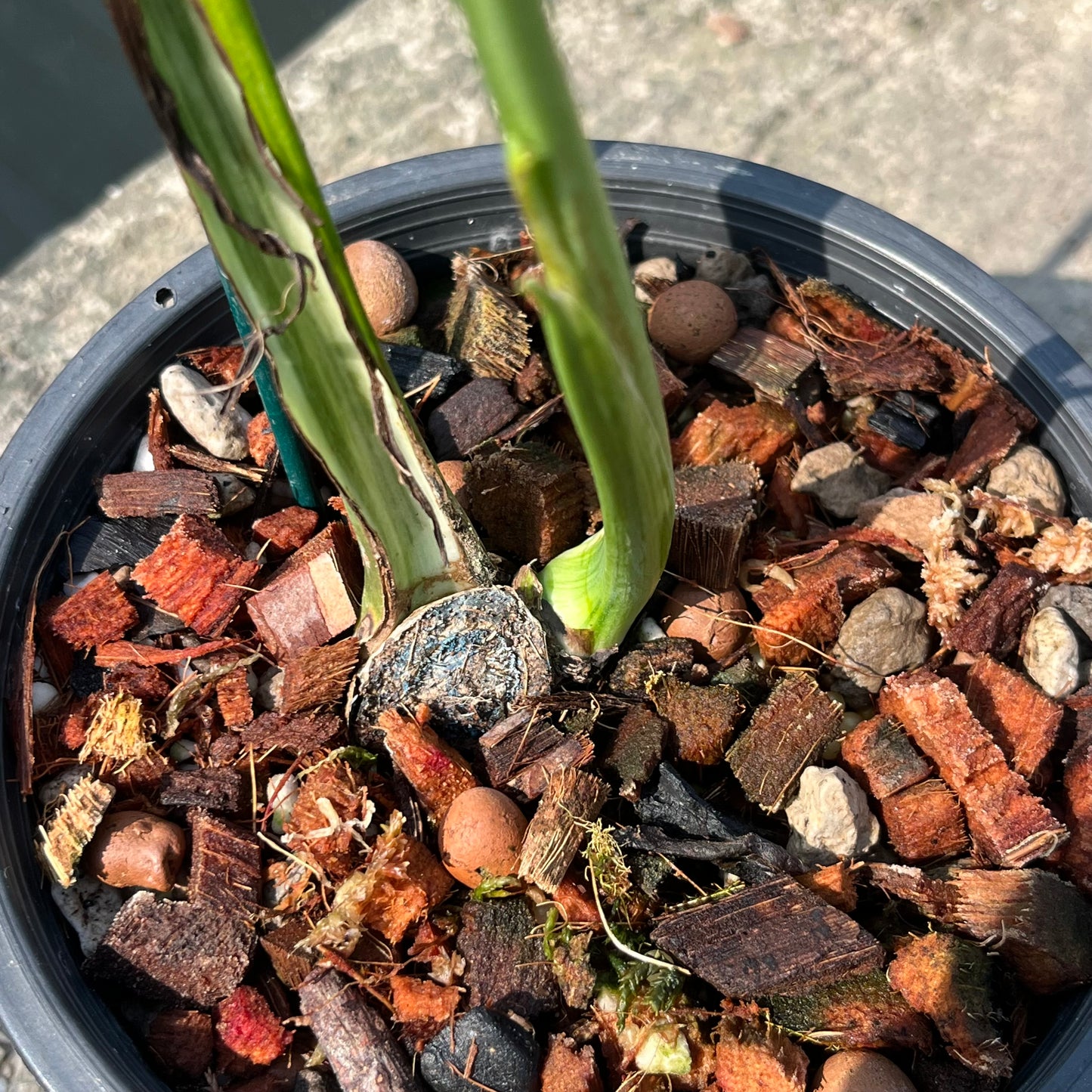 Monstera Famicito- Exact Plant (M050)