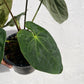 Anthurium Black Cherry F2 - Exact Plant - Australian Hybrid - Flowering Size