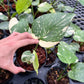 Monstera Thai Constellation - Small Size
