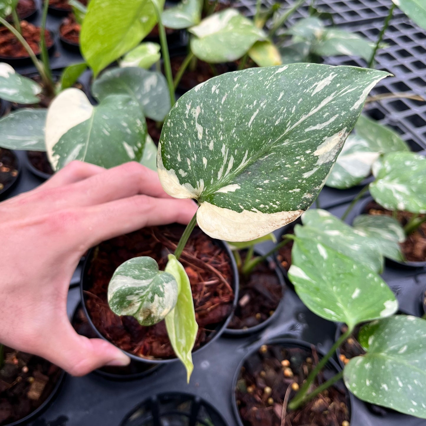 Monstera Thai Constellation - Small Size
