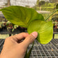 Monstera Deliciosa Tattoo - Exact Plant