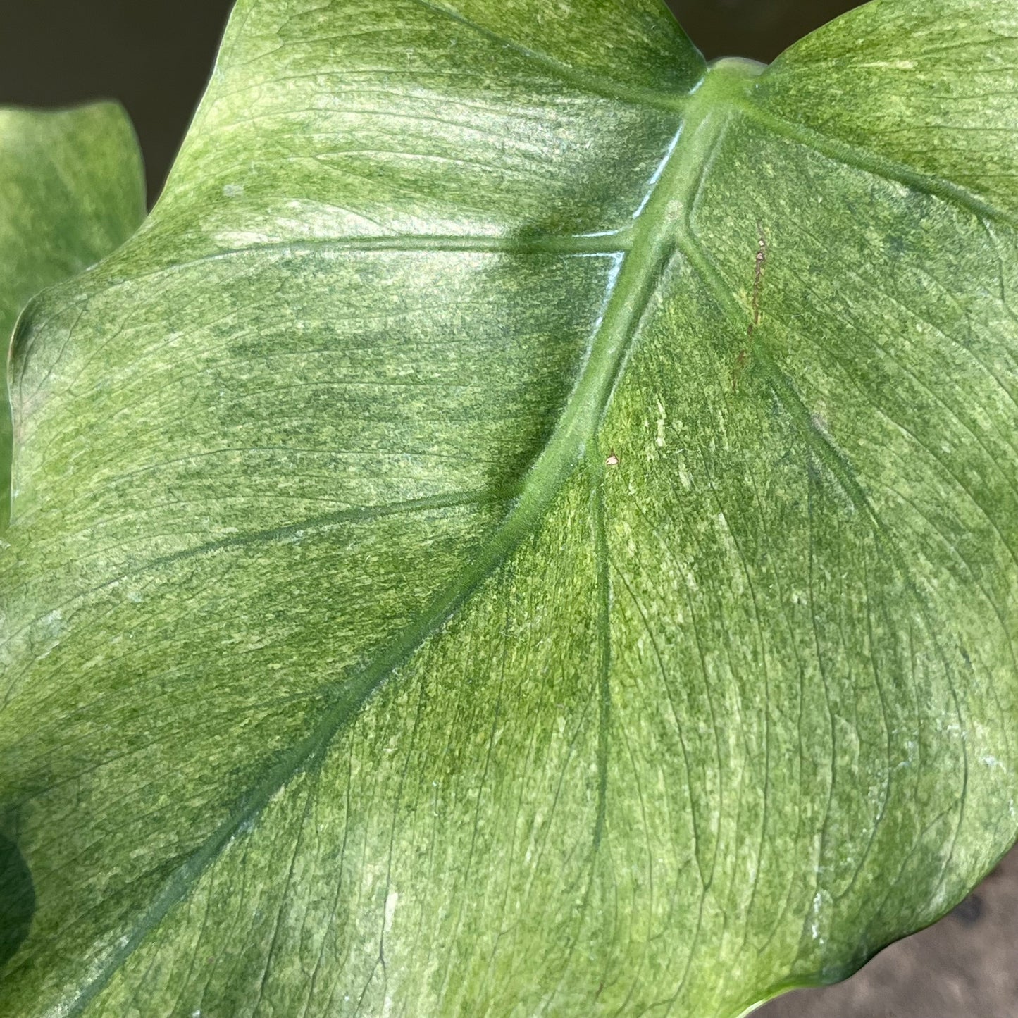 Monstera Jade Goblin - Exact Plant (M044)