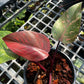 Philodendron Orange Princess