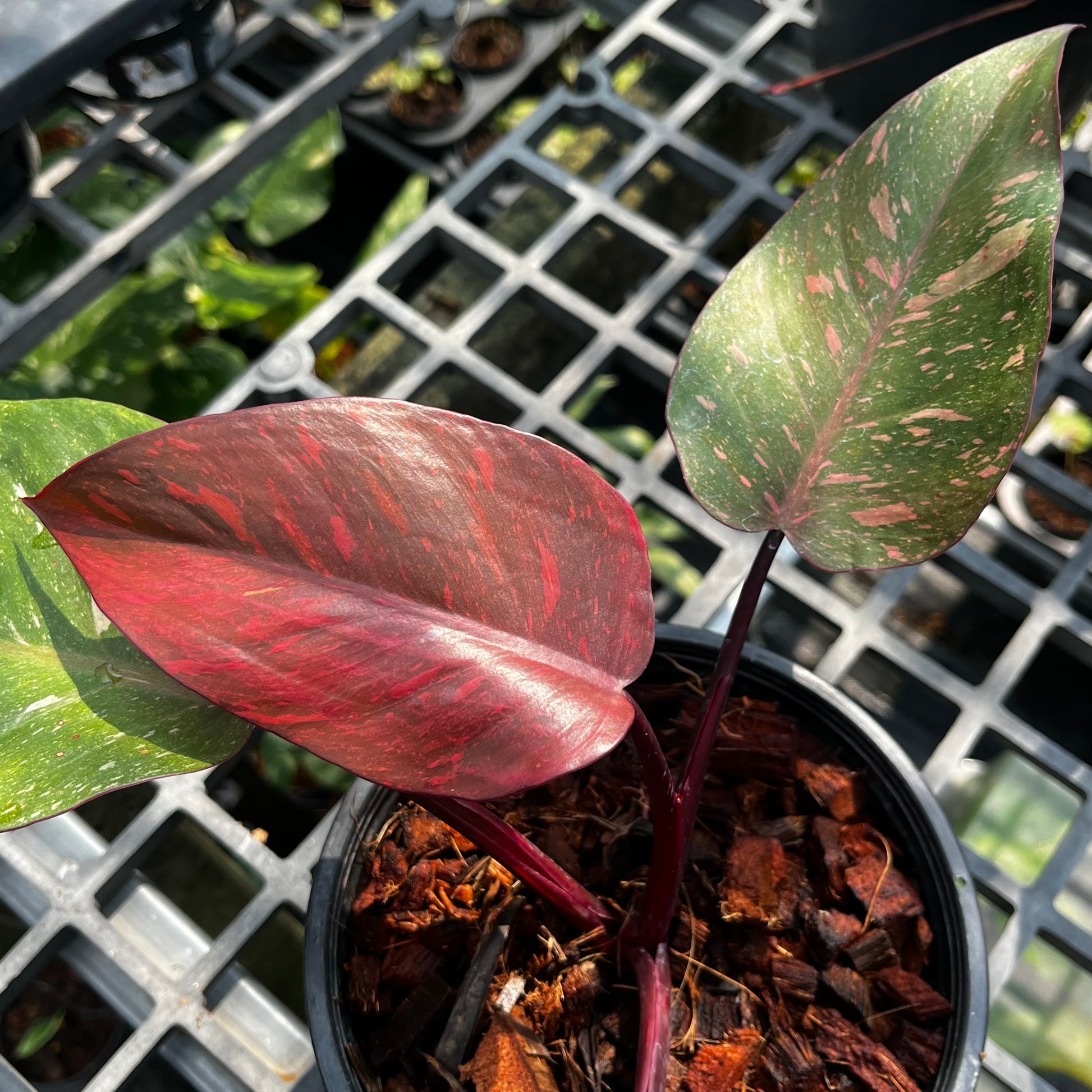 red princess philodendron Philodendron Orange Princess / sp. 'Sunspot'... Grower's Choice *Now In Stock* (6684P:G)
