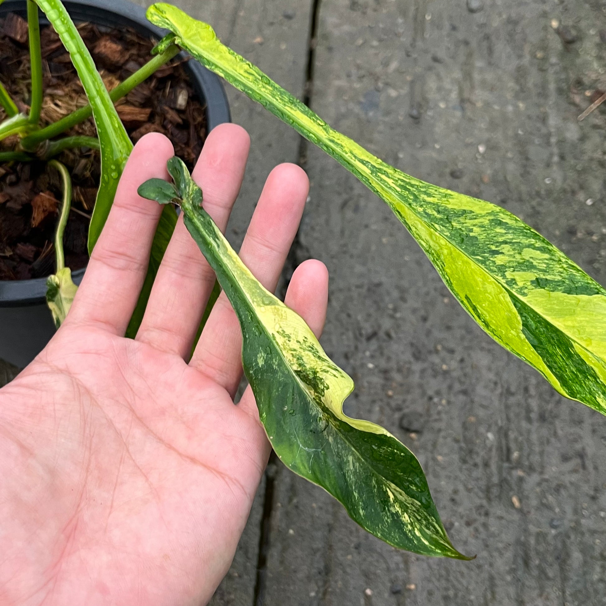 Philodendron Joepii Variegated Aurea - Exact Plant