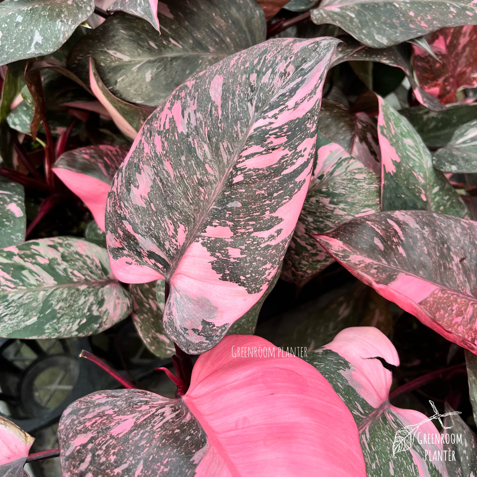 philodendron galaxy Philodendron Pink Galaxy – Greenroom Planter