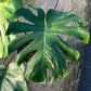 Monstera Ocean Mint Variegated