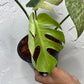 Monstera Borsigiana Mint - Exact Plant