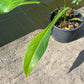 Philodendron Joepii Variegated - Exact Plant (P040)