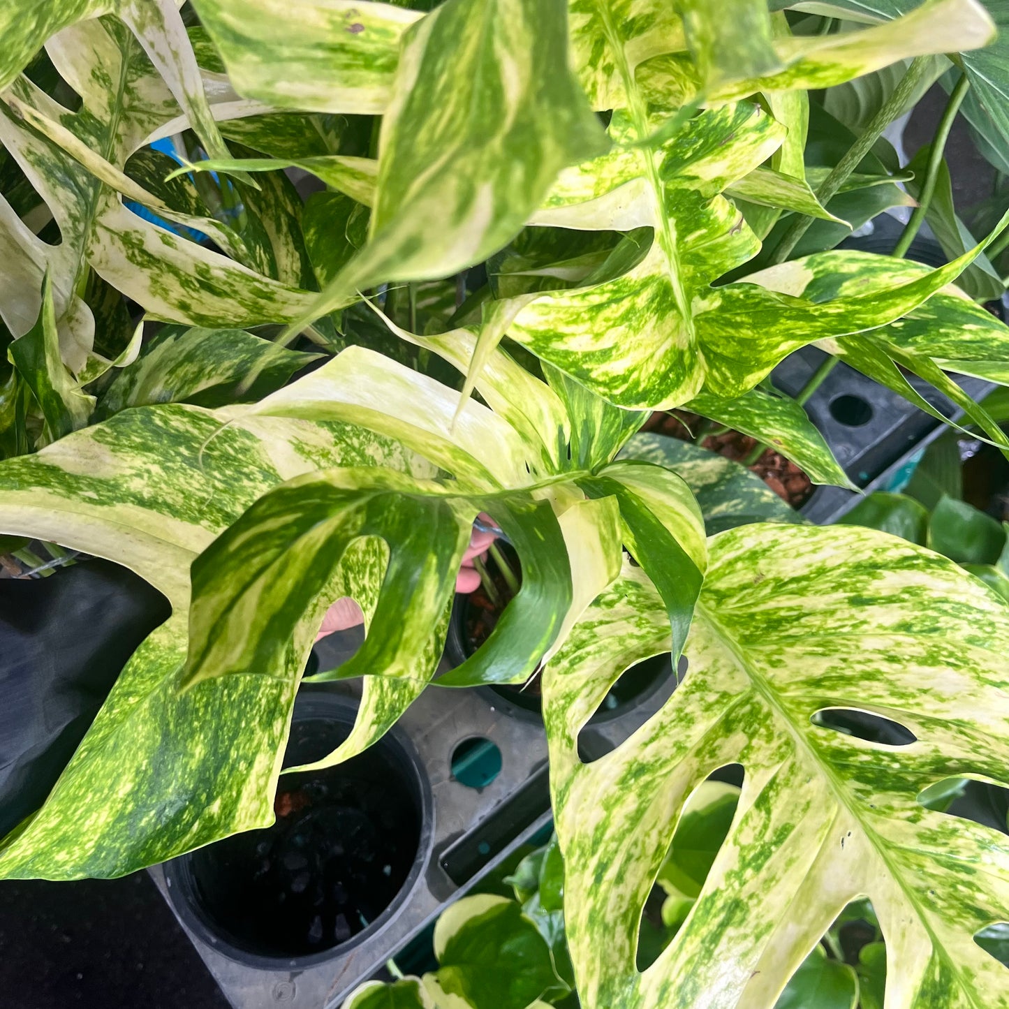 Epipremnum Golden Flame