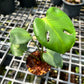Monstera Deliciosa Compacta seed grown - GP selected form