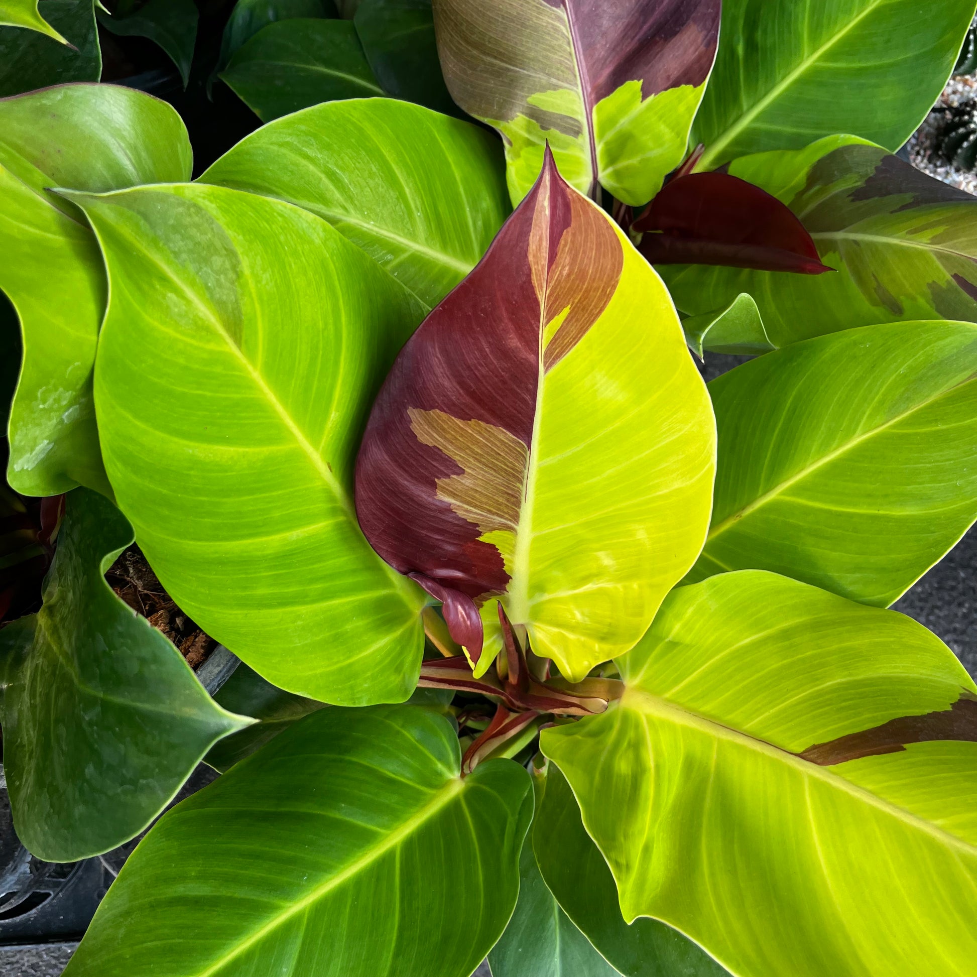 philodendron yellow flame vs red moon Philodendron Red Moon variegated – Greenroom Planter