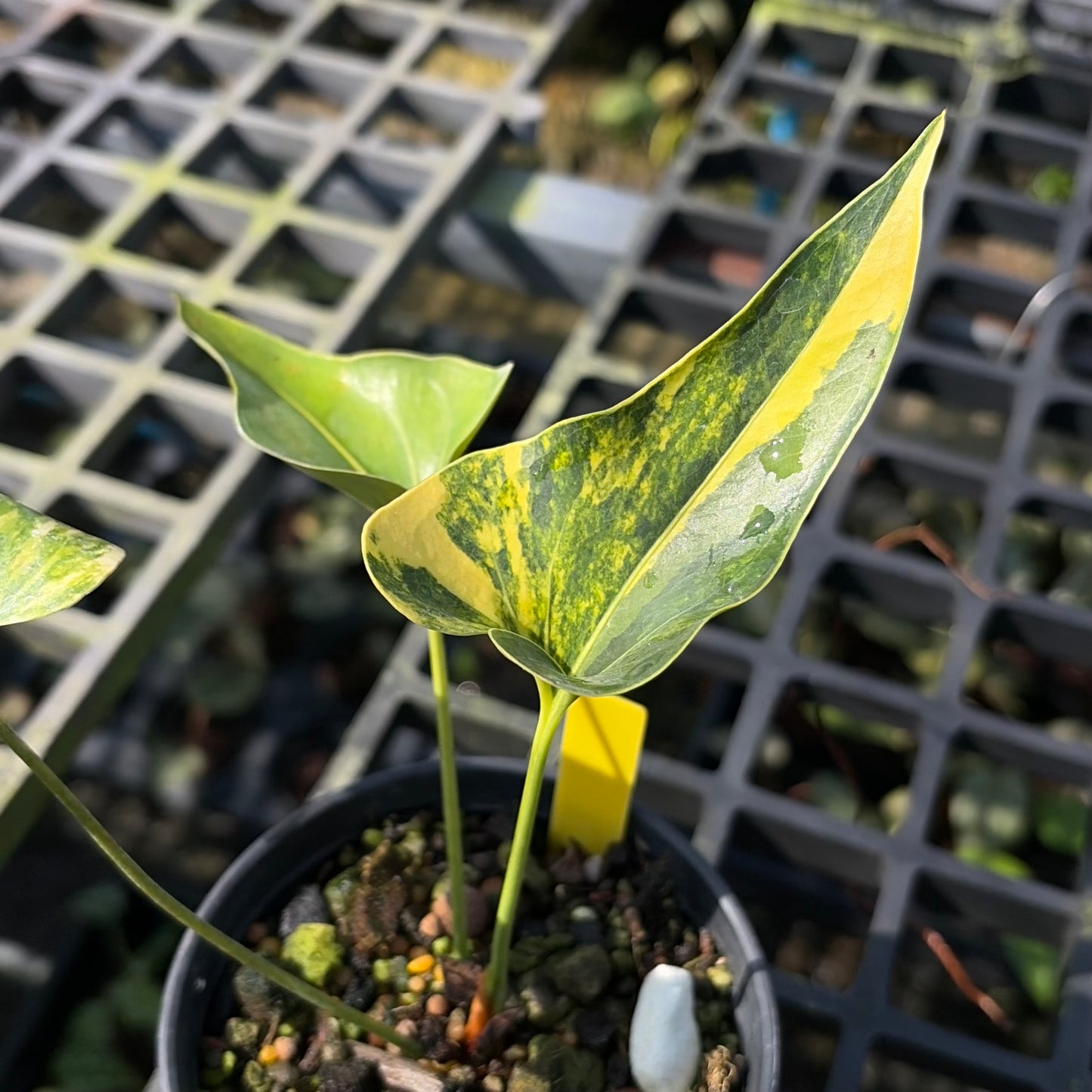 Anthurium Brownii Variegated - Exact Plant (A027)