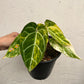 Anthurium Crystallinum Variegated - Exact Plant (A020)