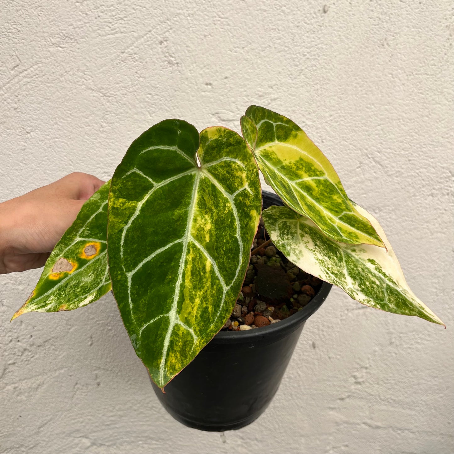 Anthurium Crystallinum Variegated - Exact Plant (A020)