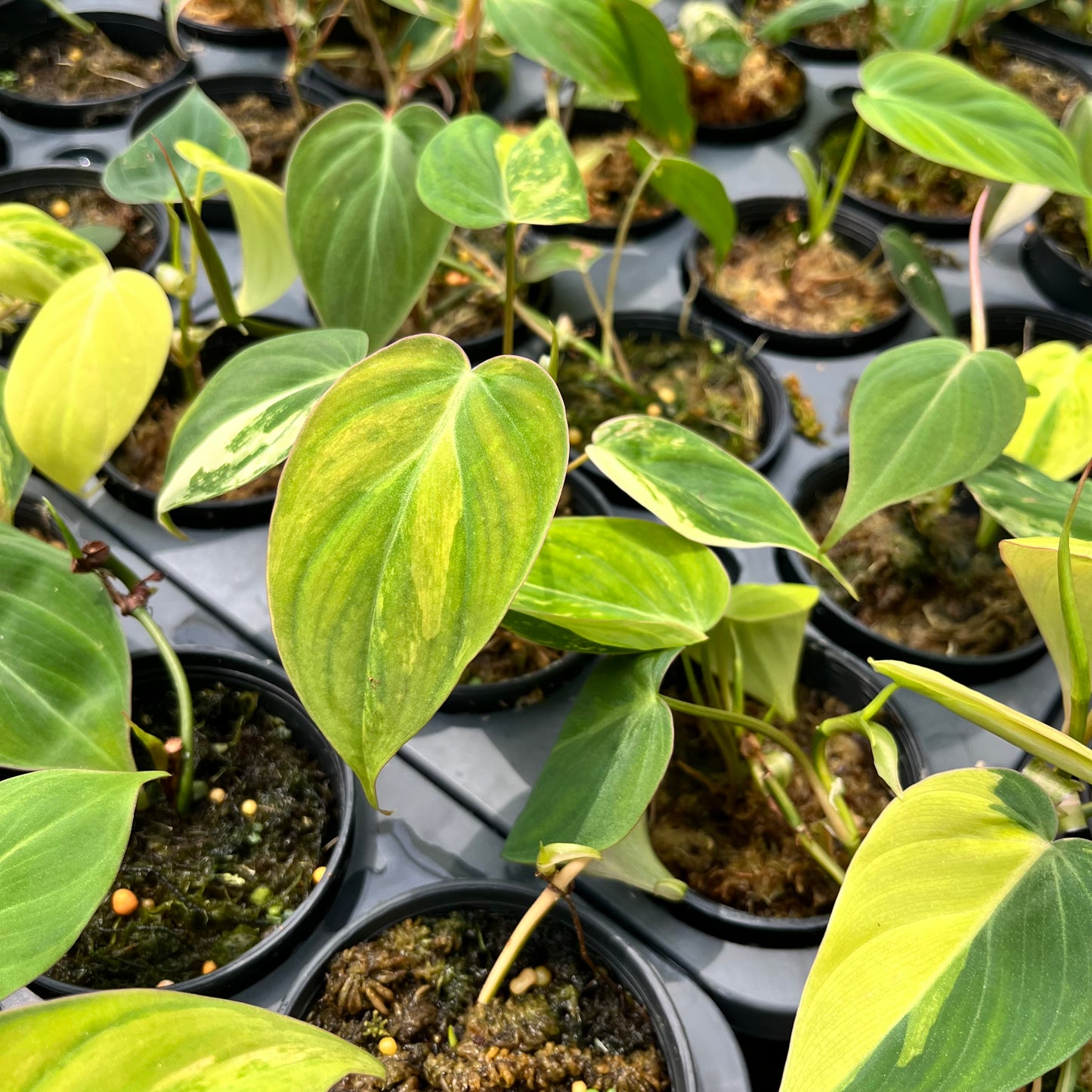 Philodendron Micans Variegated Aurea