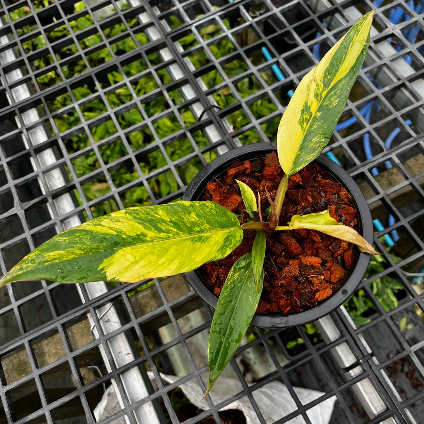 Philodendron Caramel Marble