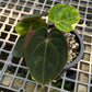 Anthurium hoffmanii Red Sinus ‘Blood Moon’ – Rare Hybrid Anthurium Clone

Exotic Aroid | Dark Velvet Foliage | Red Sinus | Australian Hybrid

Anthurium hoffmanii Red Sinus ‘Blood Moon’ is a famous Australian hybrid known for its dark velvety leaves and striking red sinus. This plant is a clone of the original ‘Blood Moon’, ensuring the same bold, eye-catching appearance highly sought after by collectors.