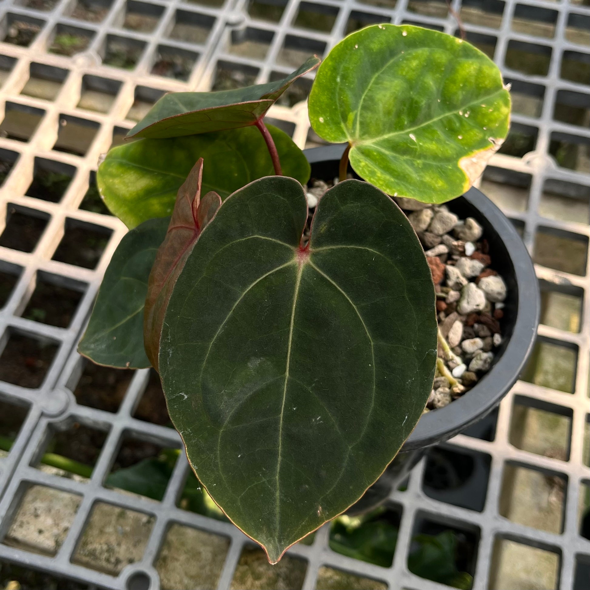Anthurium hoffmanii Red Sinus ‘Blood Moon’ – Rare Hybrid Anthurium Clone

Exotic Aroid | Dark Velvet Foliage | Red Sinus | Australian Hybrid

Anthurium hoffmanii Red Sinus ‘Blood Moon’ is a famous Australian hybrid known for its dark velvety leaves and striking red sinus. This plant is a clone of the original ‘Blood Moon’, ensuring the same bold, eye-catching appearance highly sought after by collectors.