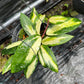 Hoya Acuta Inner Variegated