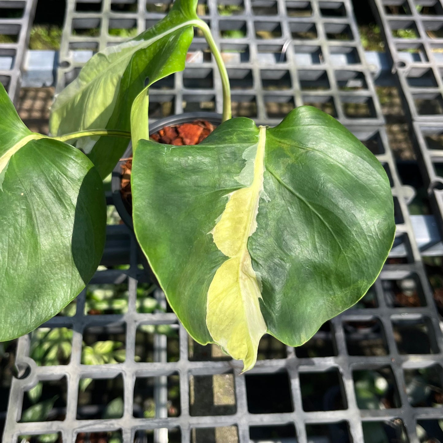 Monstera White Lava - Exact Plant (M033)