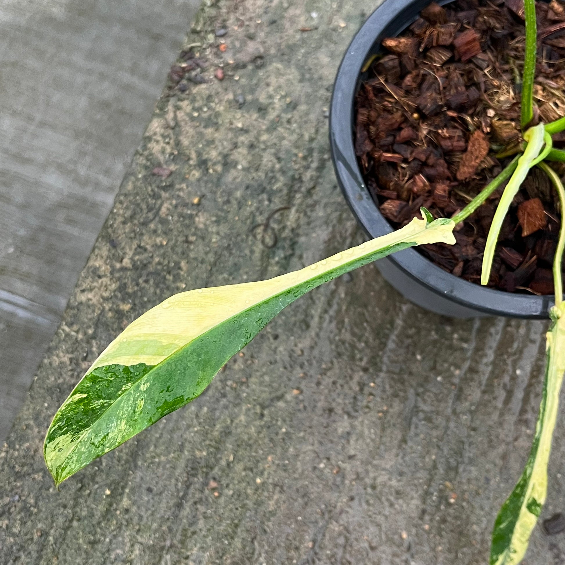 Philodendron Joepii Variegated Aurea - Exact Plant