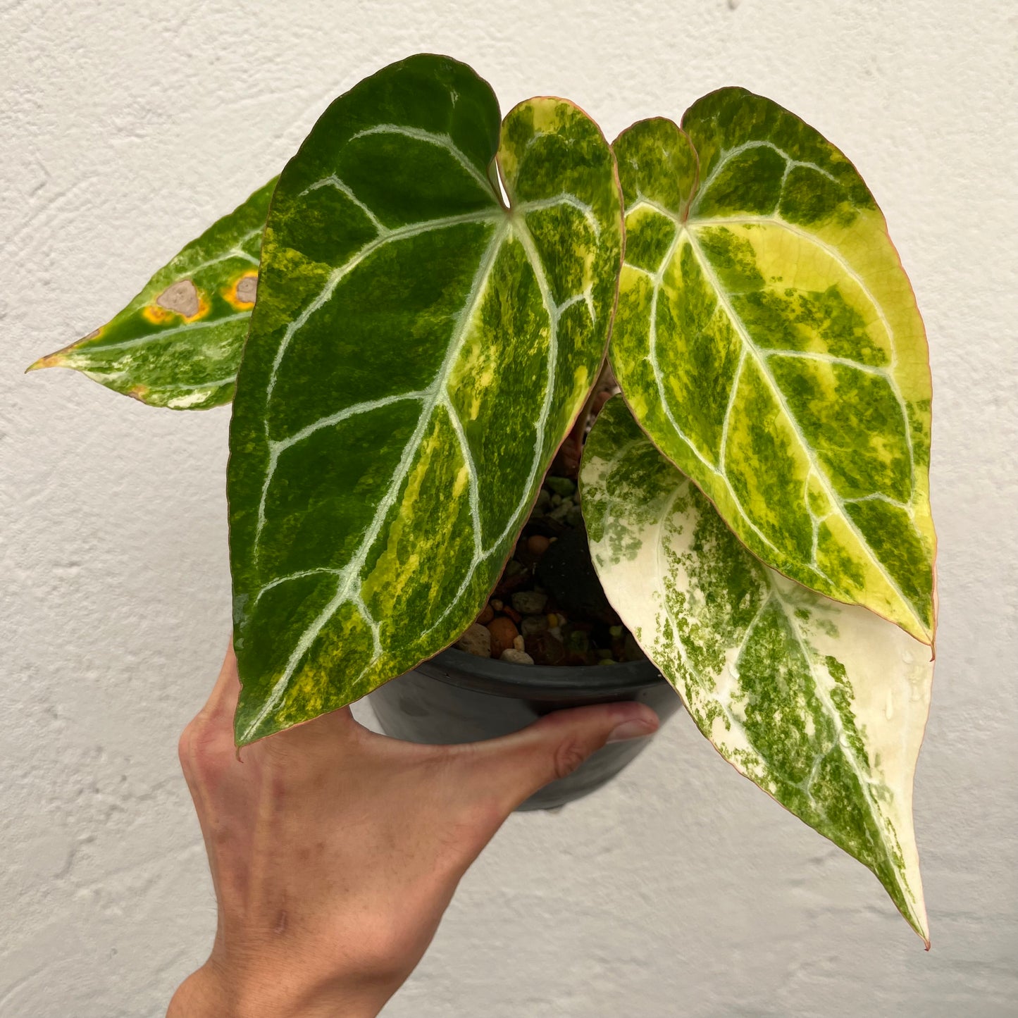 Anthurium Crystallinum Variegated - Exact Plant (A020)