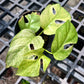 Rhaphidophora Tetrasperma White Monster