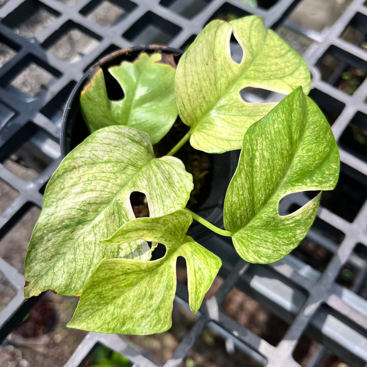Rhaphidophora Tetrasperma White Monster