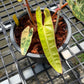 Philodendron Billietiae Variegated - Exact Plant (P067)