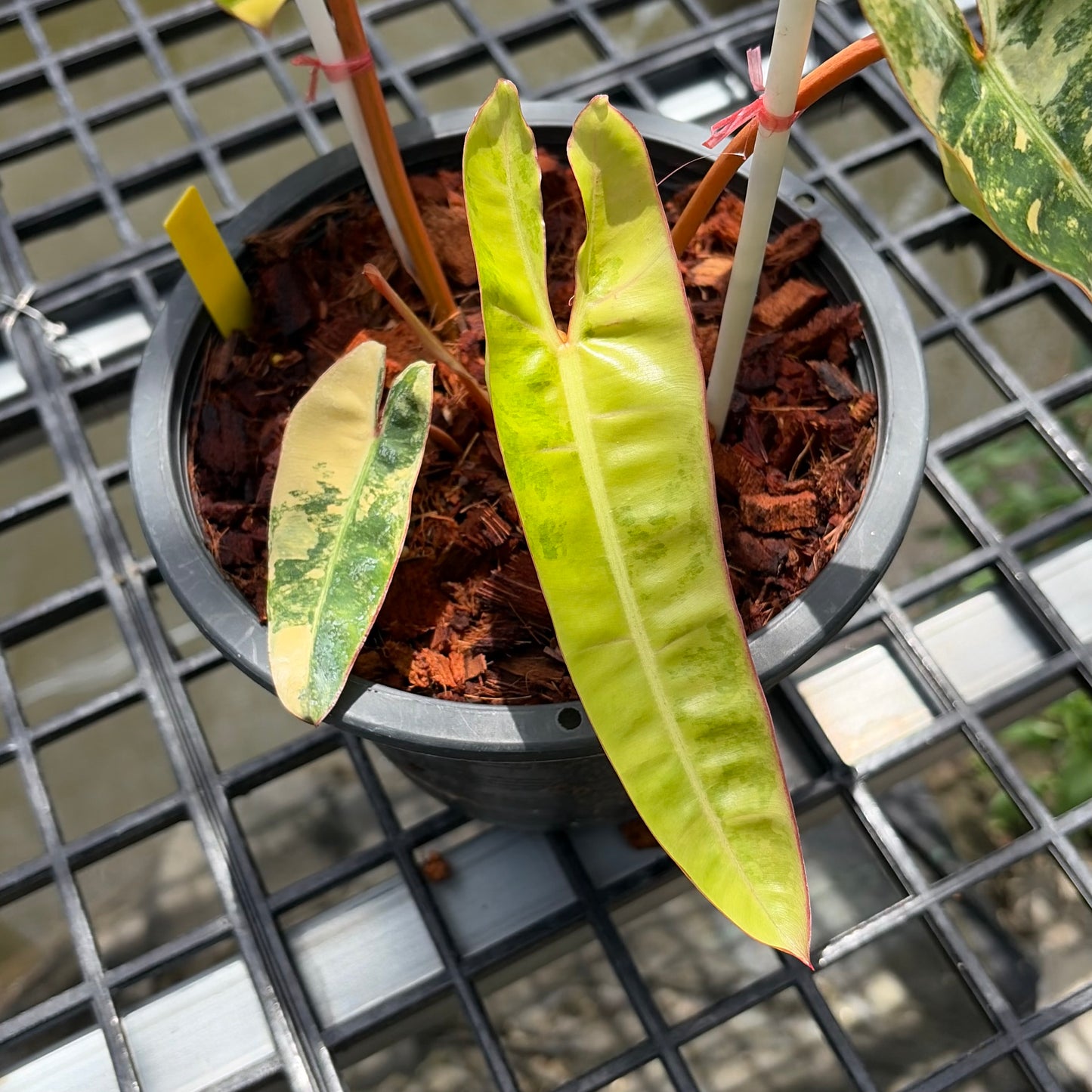 Philodendron Billietiae Variegated - Exact Plant (P067)