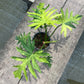 Philodendron Radiatum Variegated - Exact Plant