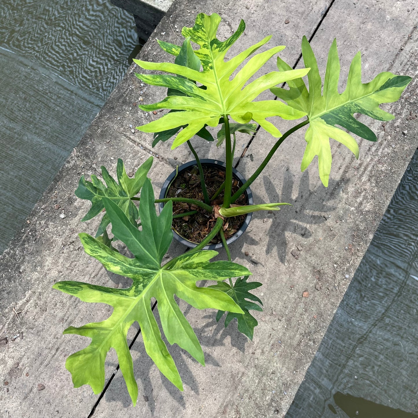 Philodendron Radiatum Variegated - Exact Plant