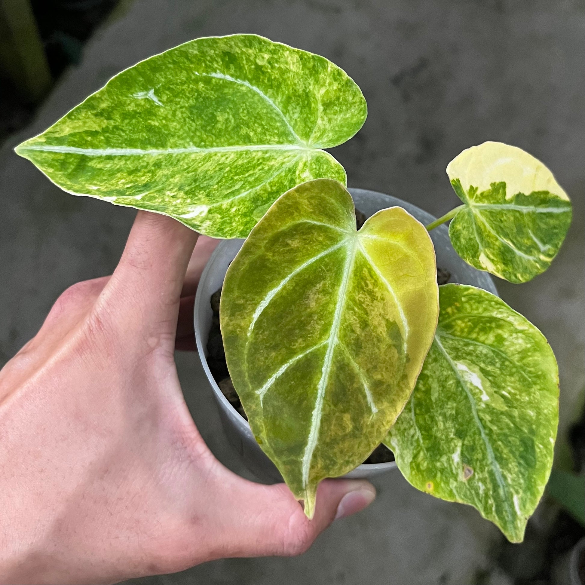 buy anthurium forgetii Anthurium Forgetii var. x Heinz – Greenroom Planter