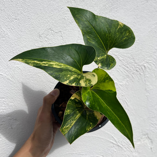 Potted plant with green leaves held against a white wall
