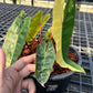 Philodendron Billietiae Variegated