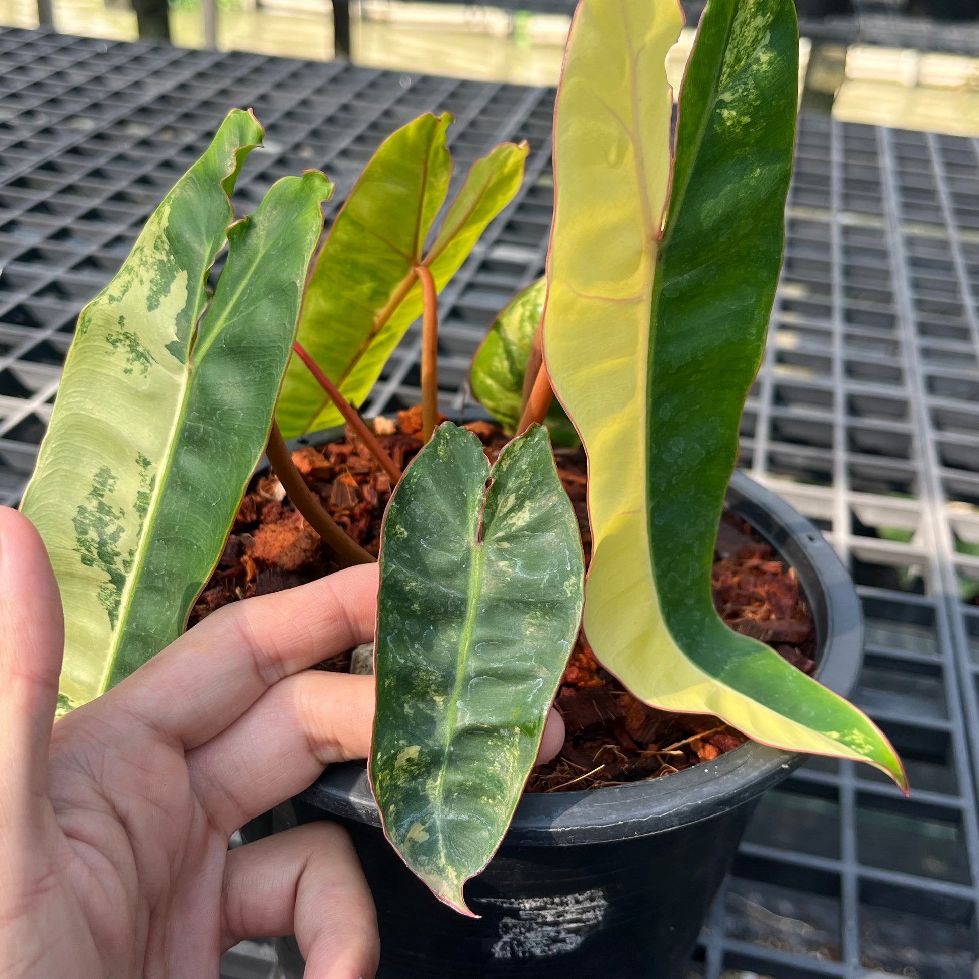 Philodendron Billietiae Variegated