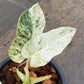 Philodendron Emerald Ice - Exact Plant (P048)