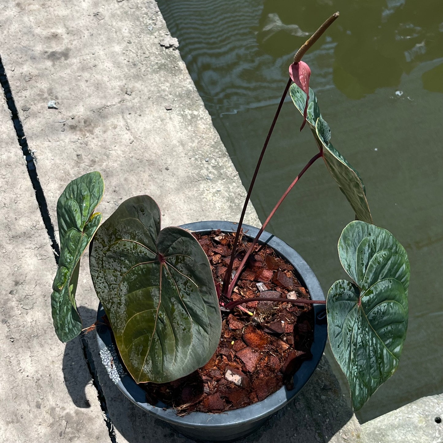 Anthurium Hoffmanii Red Sinus ‘Blood Moon’ - Original Clone - Flowering Size - Exact Plant (A027)