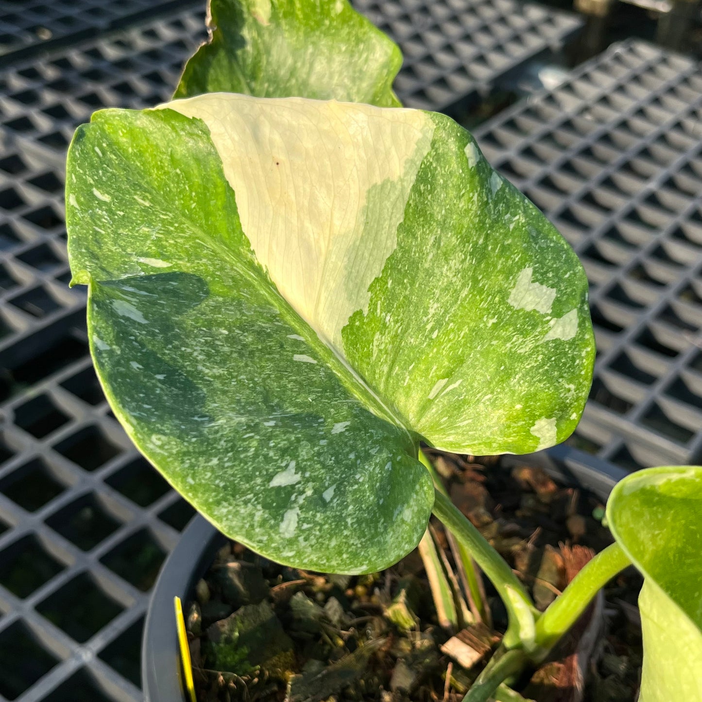 Monstera Deliciosa Platinum - Exact Plant (M038)