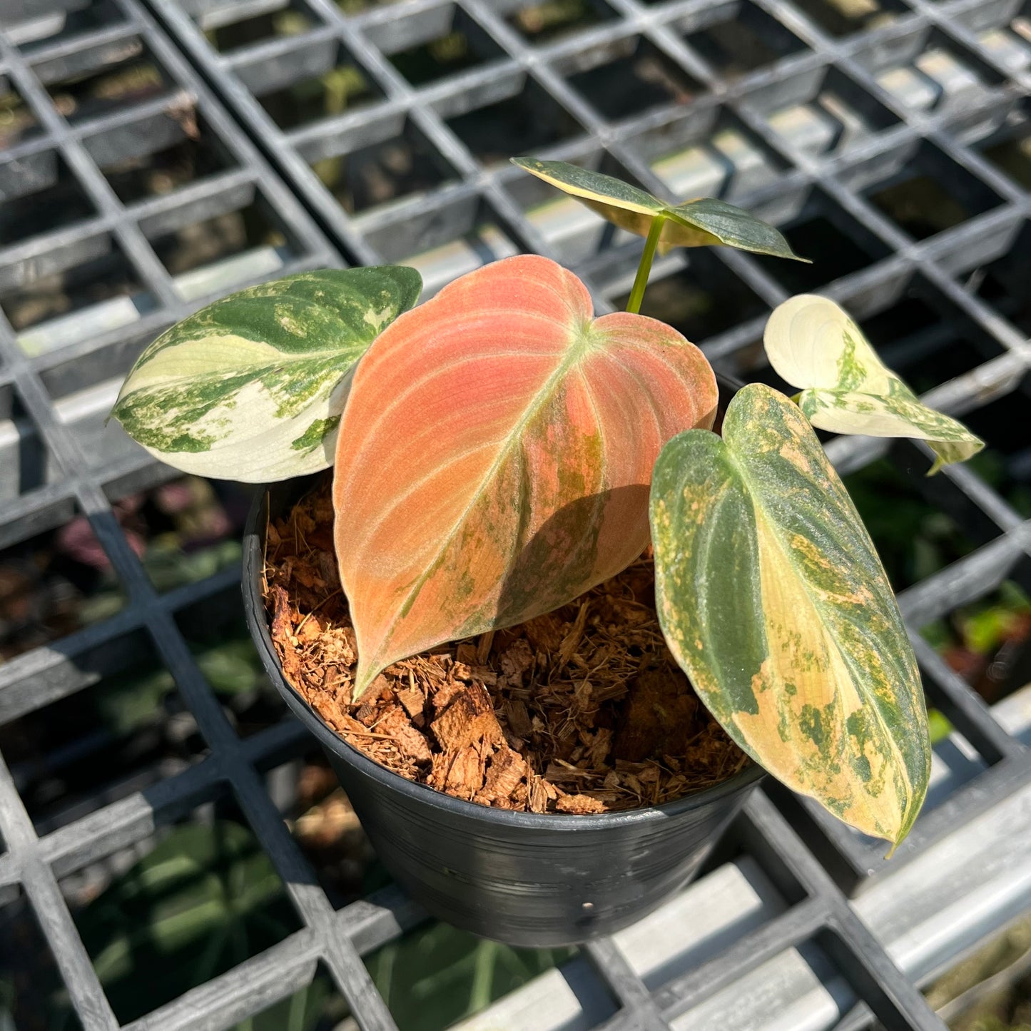 Philodendron Melanochrysum ‘BonFire’ Orange Variegated - Exact Plant (P046)