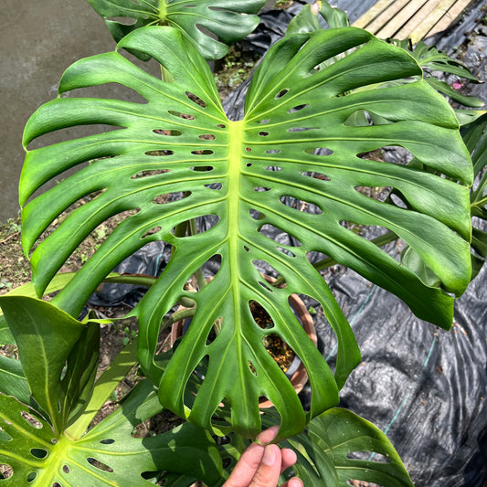 Monstera Deliciosa Compacta seed grown - GP selected form