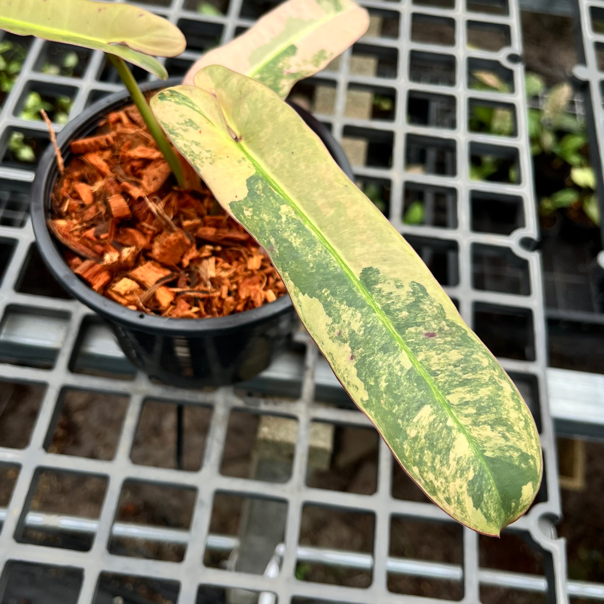 philodendron atabapoense variegated Philodendron Atabapoense variegated – Greenroom Planter