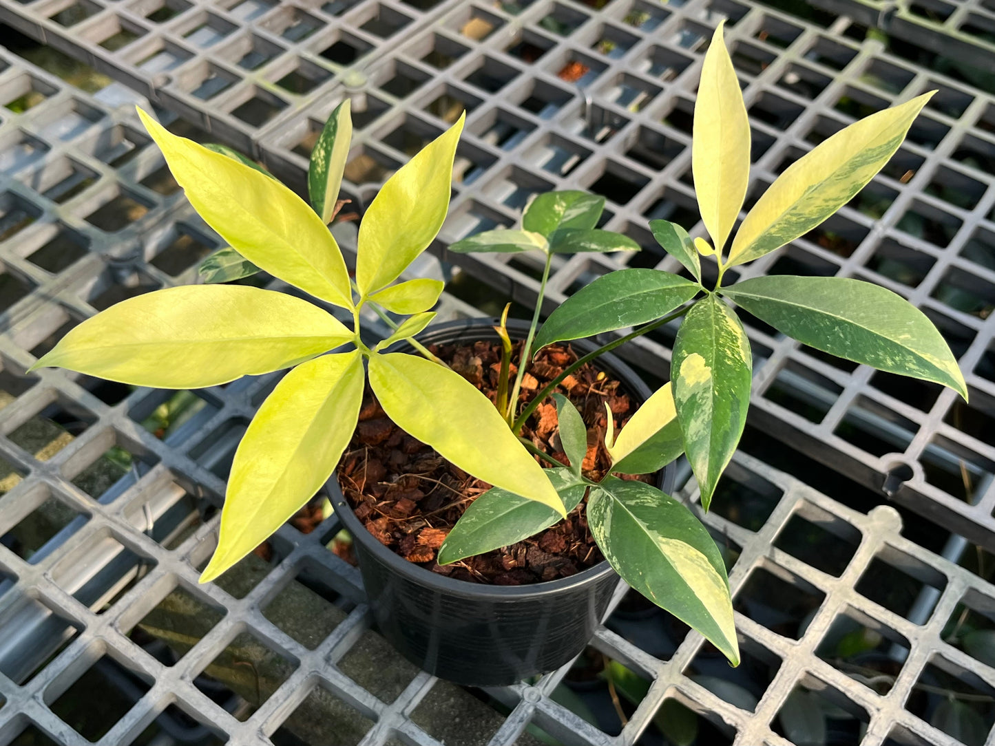 Philodendron Goeldii Variegated - Exact Plant (P029)